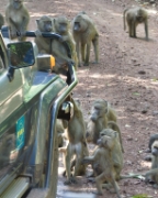 MG 0737 Baboons on Car